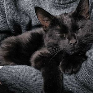 Meet your Posher, Draco